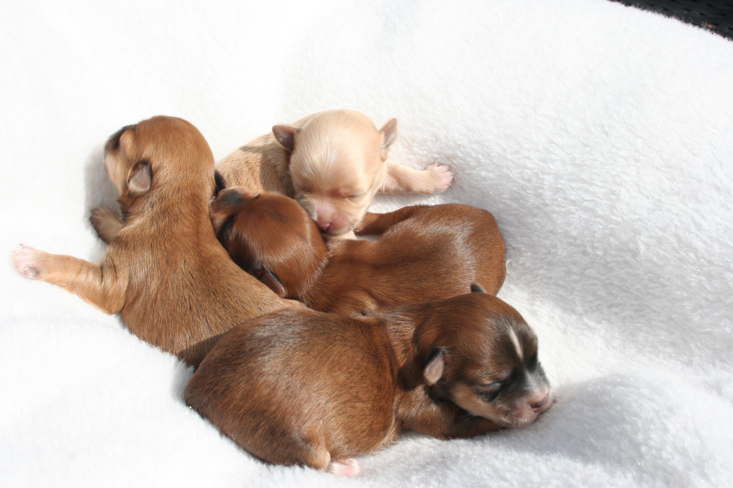 Nous attendons des petits pour cet hiver 2024/2025 🐾